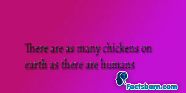Interesting Fact About Chickens 