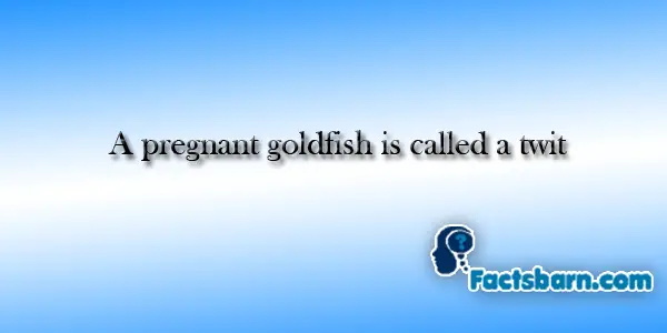 Interesting Fact About Goldfish