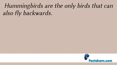Interesting Fact About Hummingbirds 