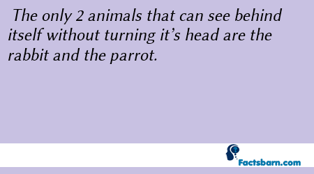 Interesting Fact About Rabbit and Parrot