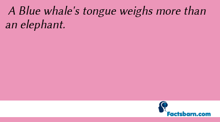 Interesting Fact About blue whale's tongue