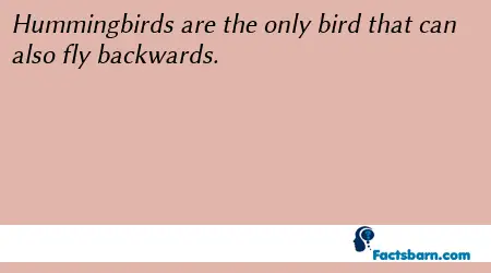 Interesting Fact About Hummingbirds