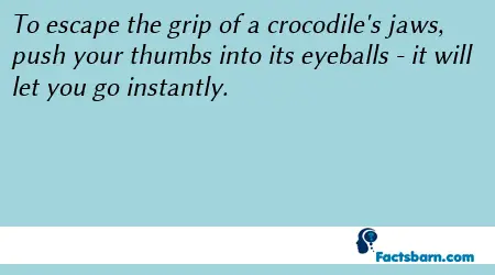 Interesting Fact About Crocodile
