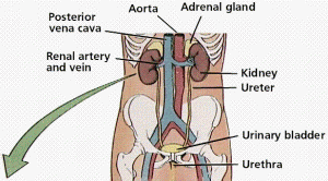 Facts about Excretory System - A Knowledge Archive