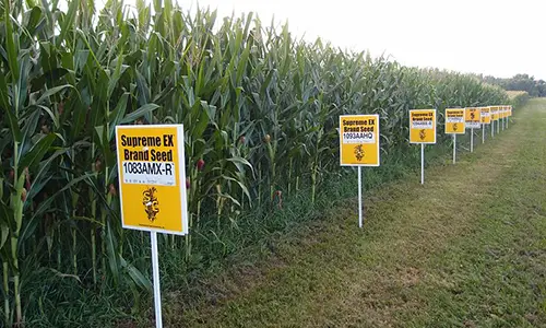 800px-GMO_corn_Yellow_Springs,_Ohio