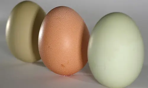 800px-Eggs_green_brown_on_end