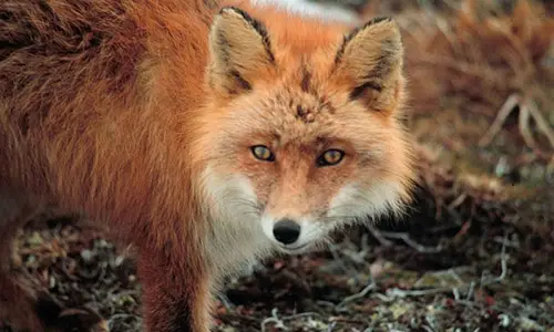 800px-Red_fox_furbearing_mammal