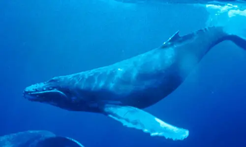 1024px-Humpback_Whale_underwater_shot