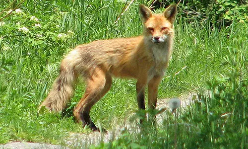 800px-American_Red_Fox