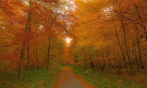 800px-Autumnal_deciduous_forest_-_Laubwand_im_Herbst
