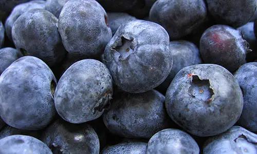800px-Bunch_of_blueberries