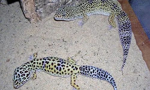 800px-Geckos_léopards_adultes