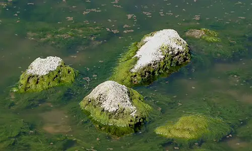 800px-Salton_Sea_-_algae_covered_rocks_on_lakeshore