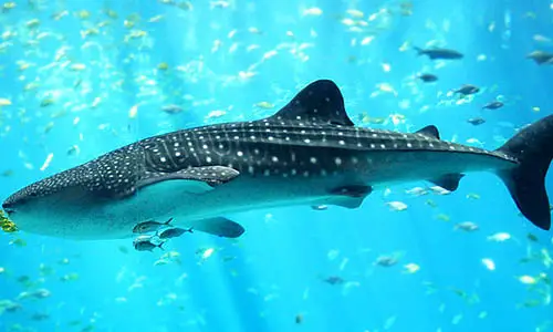 800px-Whale_shark_Georgia_aquarium