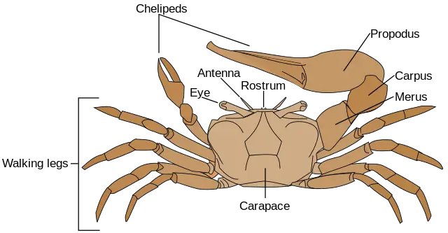Fiddler_crab_anatomy-en.svg