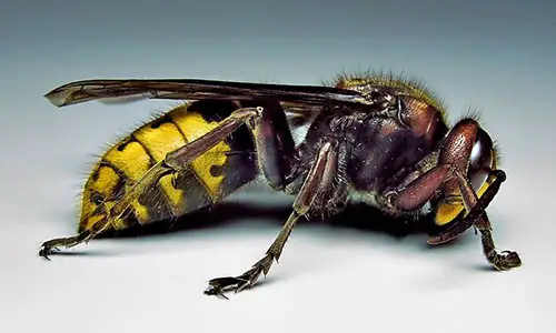 Hornet-vespa