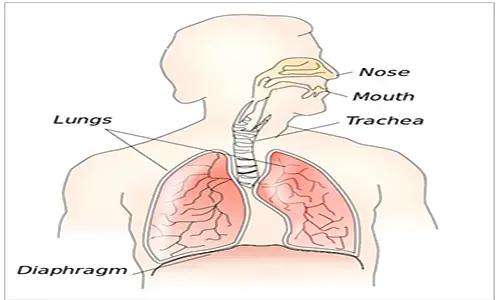 551px-Respiratory_system.svg