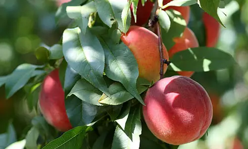 750px-Harrow_Beauty_peaches_at_Lyman_Orchards,_2009-08-30