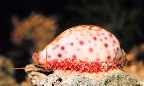 800px-Cypraea_chinensis_with_partially_extended_mantle