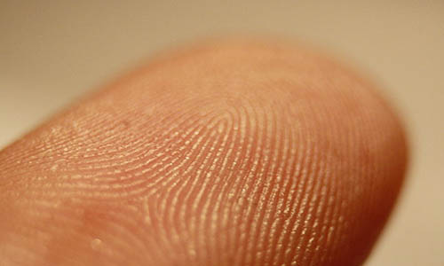 800px-Fingerprint_detail_on_male_finger