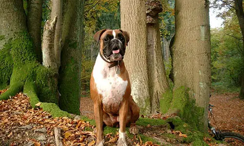 800px-German-boxer-dog