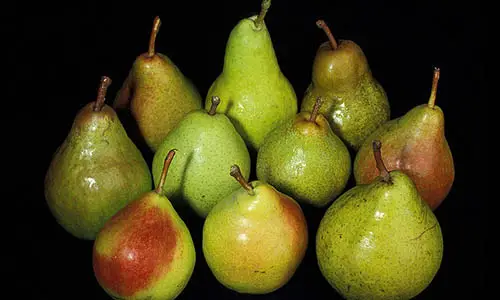 800px-More_pears
