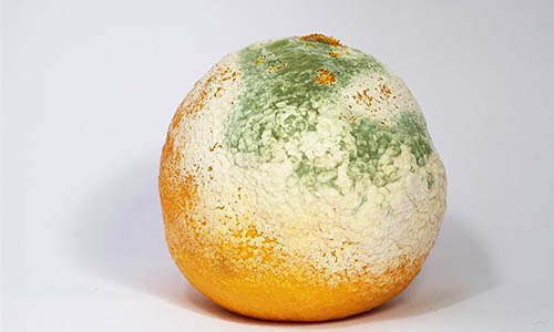 800px-Mouldy_Clementine
