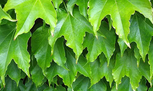 800px-Plant_leaves_green