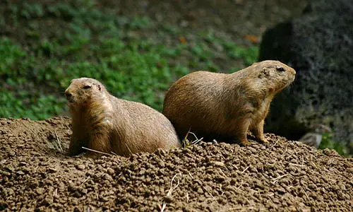 800px-Prairie_dogs_at_the_memphis_zoo