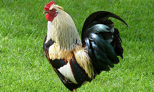 800px-Rooster_J2
