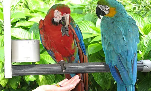 800px-Two_different_macaws_-Jungle_Island_-Miami-6a