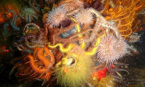 800px-Various_echinoderms_at_East_Shoal_P8150980