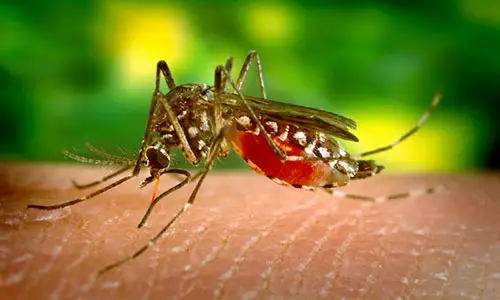 Aedes_aegypti_bloodfeeding_CDC_Gathany