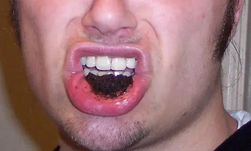 Dipping_tobacco_in_mouth