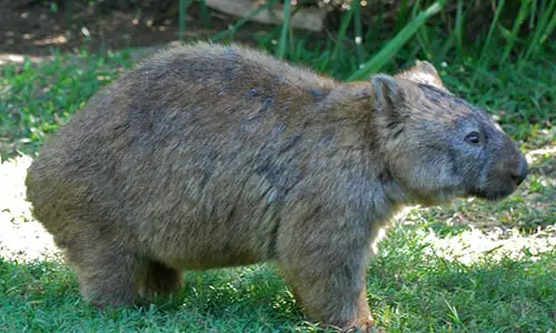 Wombat_3