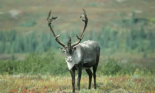 800px-Caribou_full_face_and_placement_of_antlers_on_head