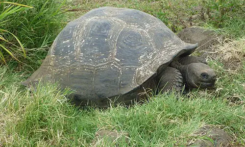 800px-Gigantic_Turtle_on_the_Island_of_Santa_Cruz_in_the_Galapagos