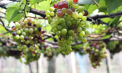 800px-Grape_Plant_and_grapes9