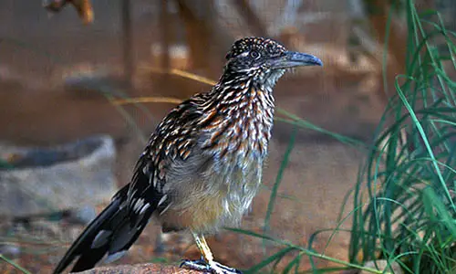 800px-Greater_Roadrunner-_New_Mexico's_State_Bird
