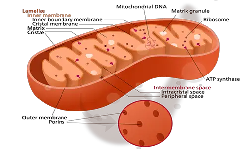 800px-Mitochondrion_structure.svg