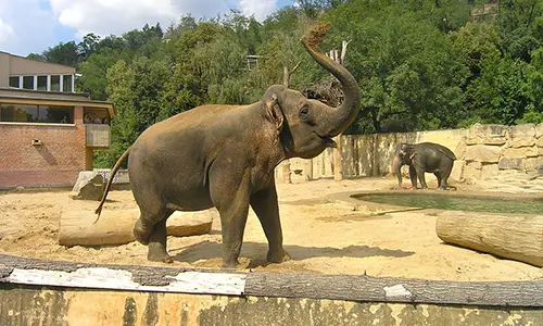 800px-Big_mammals_pavilion2,_Zoo_Prague