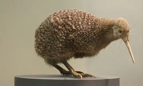 800px-Little_spotted_kiwi,_Apteryx_owenii,_Auckland_War_Memorial_Museum