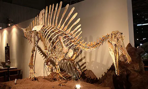 800px-Subadult_Spinosaurus