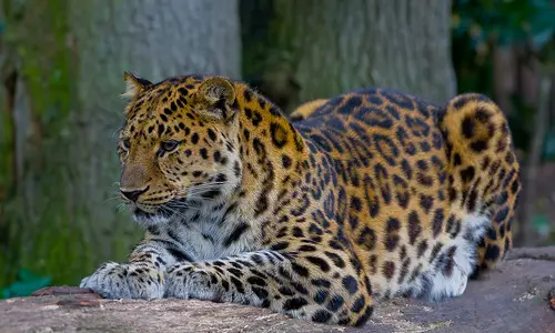 Amur_Leopard_(P.p._amurensis)